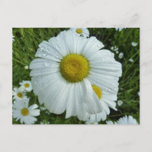 Postal Raindrops on Daisy I Wildflower Floral