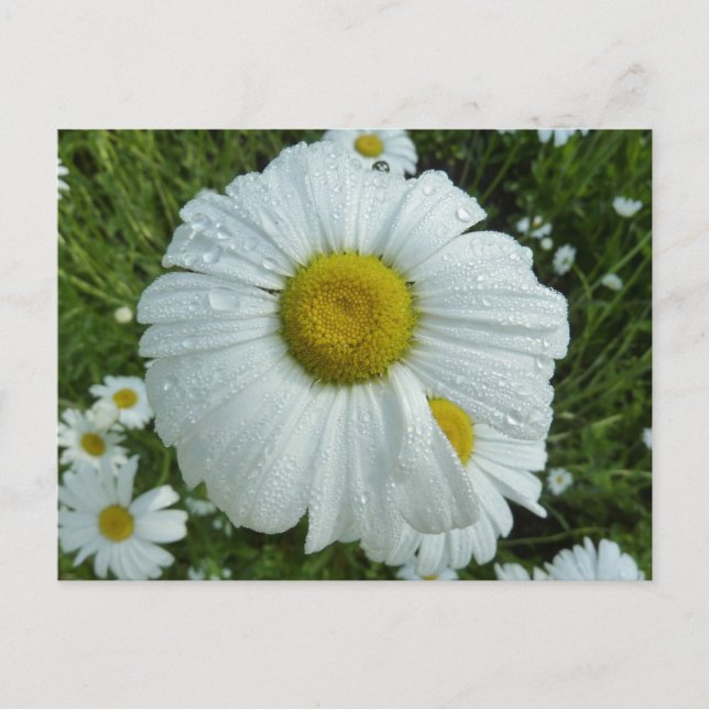 Postal Raindrops on Daisy I Wildflower Floral (Anverso)