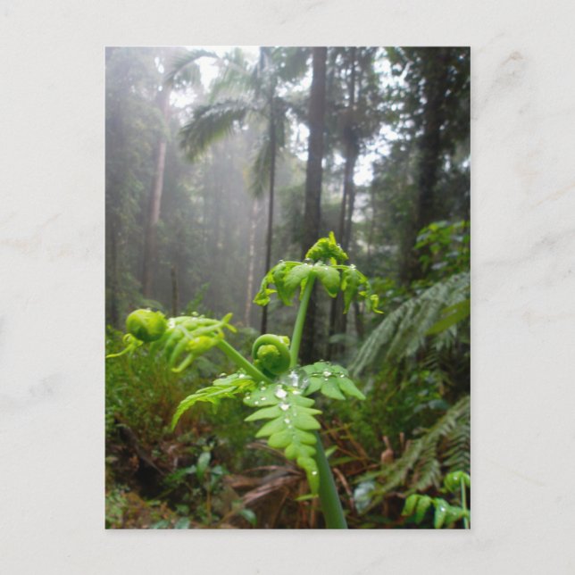 Postal Rainforest Leaves with Dew Droplets Postcard (Anverso)
