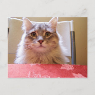 Postal Raisin adventures Postcard