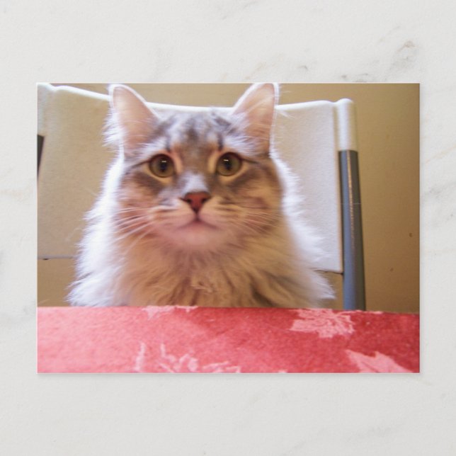 Postal Raisin adventures Postcard (Anverso)