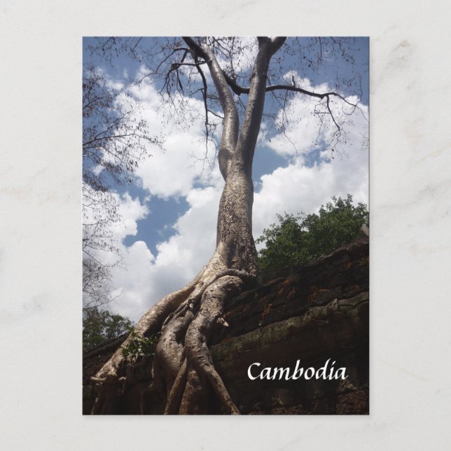 Postal raíz de árbol de ta prohm (Anverso)
