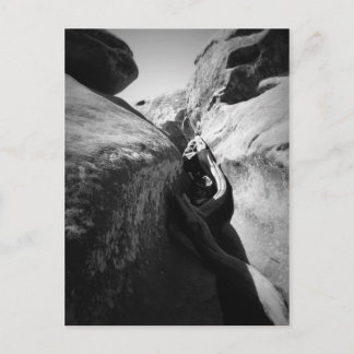 Postal Raíz de árbol en la creación