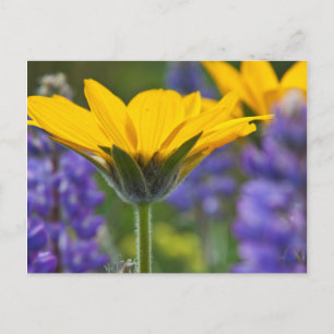 Postal Raíz de arrowleaf de bálsamo y lucioperca en flor 