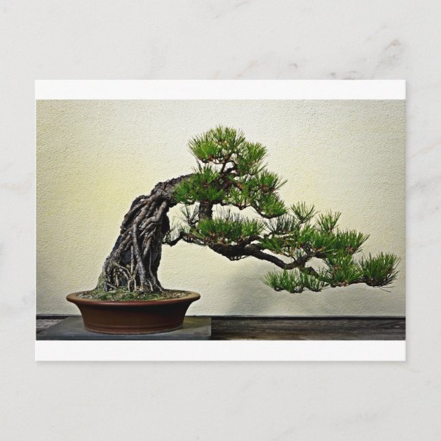 Postal Raíz sobre el árbol Bonsai de pine rock (Anverso)