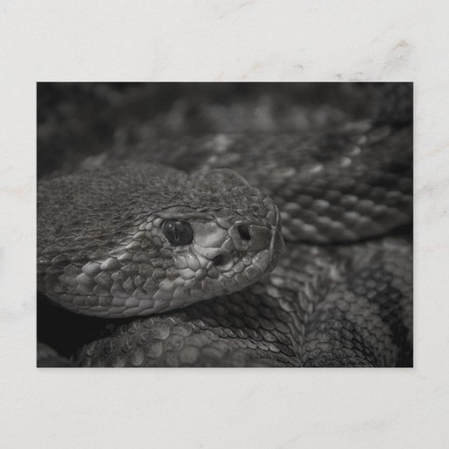 Postal Ralph el reptil (Anverso)