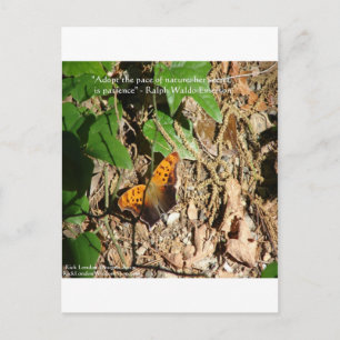 Postal Ralph W Emerson "Pace Of Nature" Wisdom Cita Regal