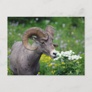 Postal Ram - Humeando las flores