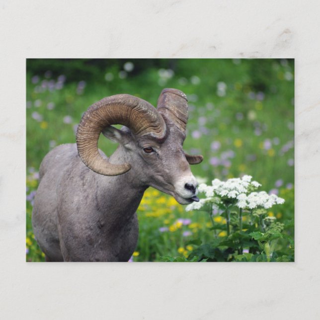 Postal Ram - Humeando las flores (Anverso)
