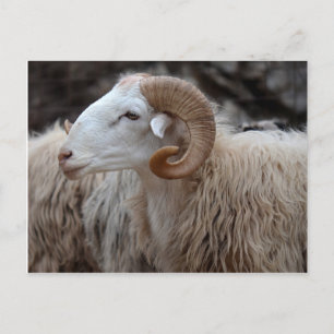 Postal Ram Postcard