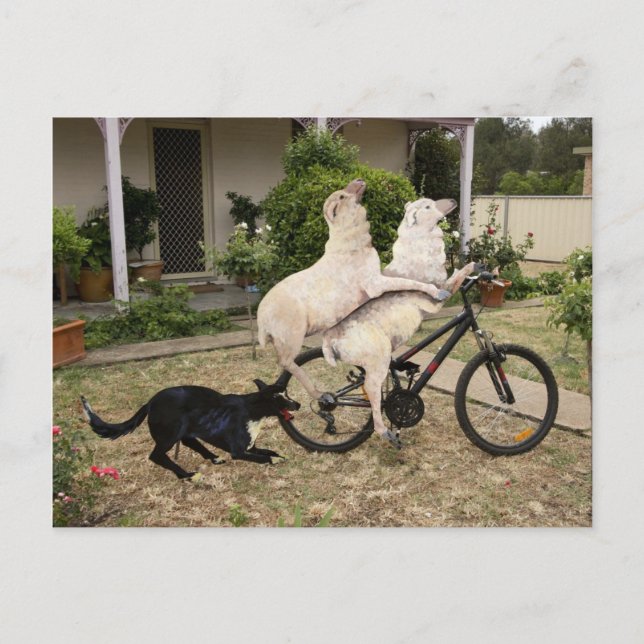 Postal Ram y Ewe (Anverso)