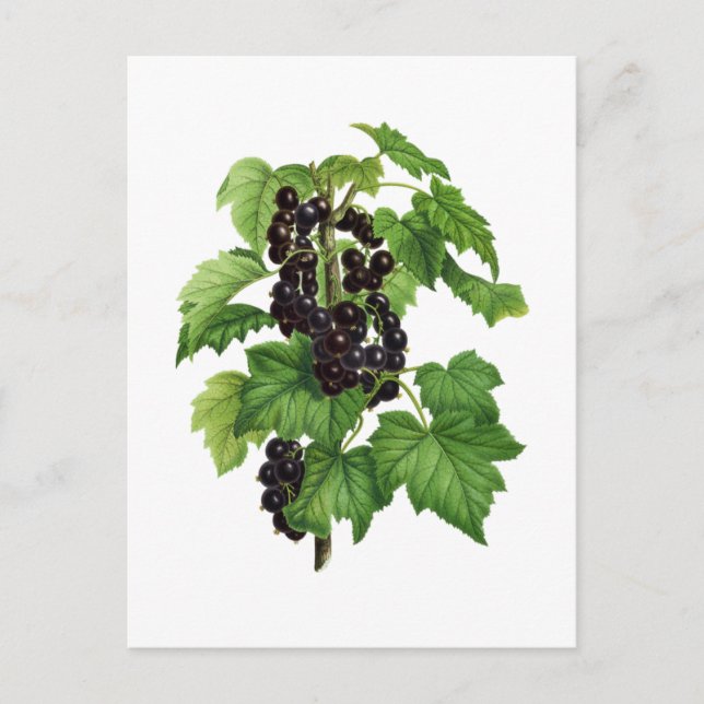 Postal Rama con fruto de grosella negra (Anverso)