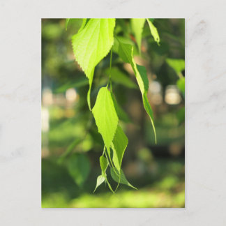 Postal Rama de abedul verde con hojas
