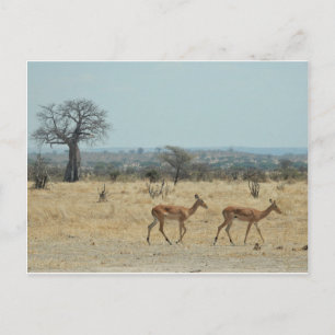 Postal Rama De Árbol Baobab Personaliza Destiny'S