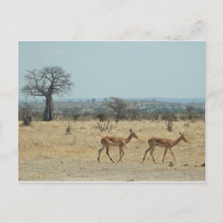 Postal Rama De Árbol Baobab Personaliza Destiny'S