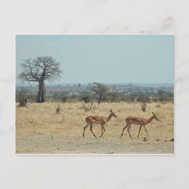 Postal Rama De Árbol Baobab Personaliza Destiny'S (Anverso)