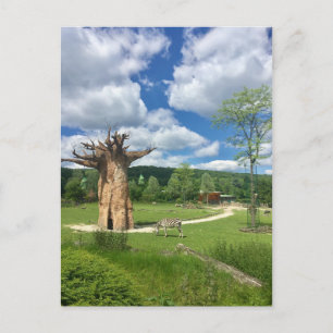 Postal Rama De Árbol Baobab Personaliza Destiny'S