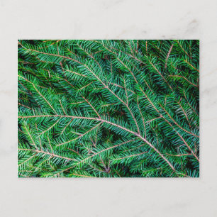 Postal Rama de árbol de archivos