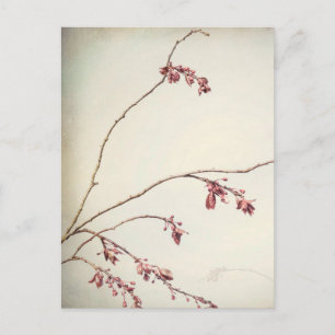 Postal Rama de ciruelo con brotes de primavera Seabeck,
