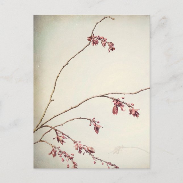 Postal Rama de ciruelo con brotes de primavera | Seabeck, (Anverso)