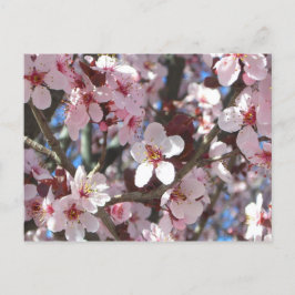 Postal Rama de flores primaverales de flores rosadas