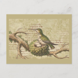 Postal Rama de huevos de nido de colibrí verde