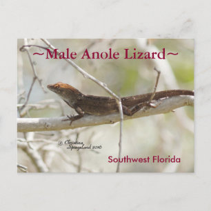 Postal Rama de lagarto de Anole Florida Postcard
