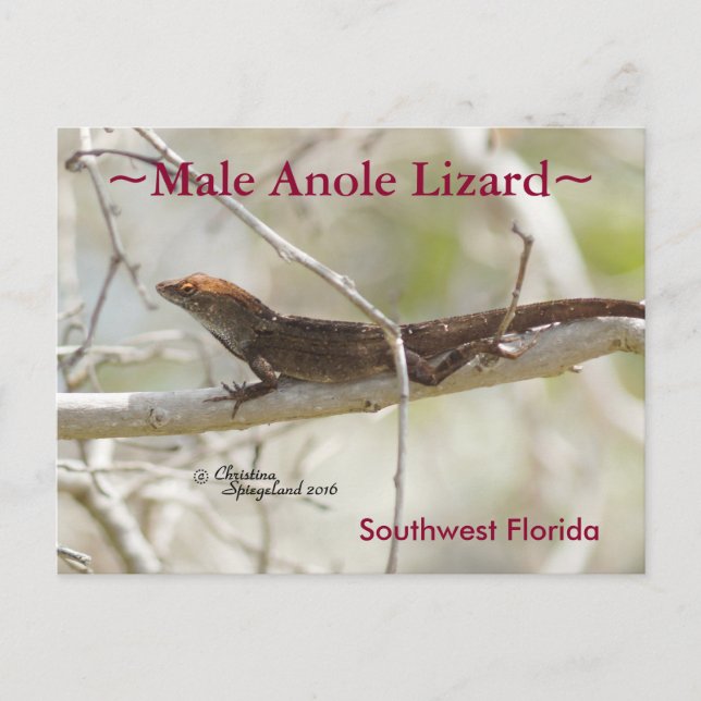 Postal Rama de lagarto de Anole Florida Postcard (Anverso)