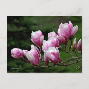 Postal Rama de Magnolia