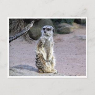 Postal rama de meerkat