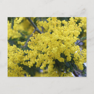 Postal Rama de mimosa