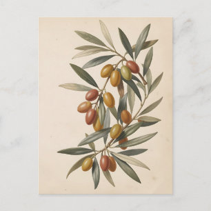 Postal Rama de olivo botánico vintage aceitunas