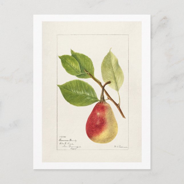 Postal Rama de peras (Pyrus Communis) (1893) Pequeña (Anverso)