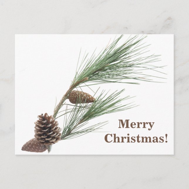 Postal Rama de pino con conos (Anverso)