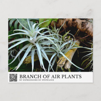 Postal Rama de plantas aéreas