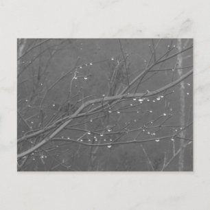 Postal Rama en la lluvia