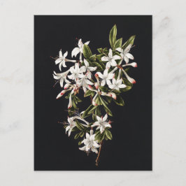Postal Rama vintage de Azaleas Blancas en flor