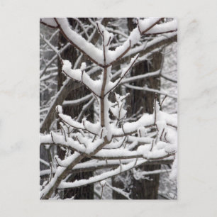 Postal Ramas cubiertas de nieve