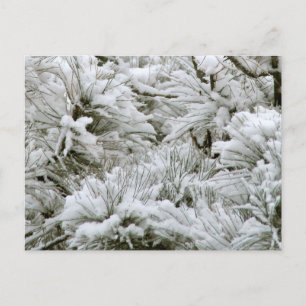 Postal Ramas cubiertas de nieve