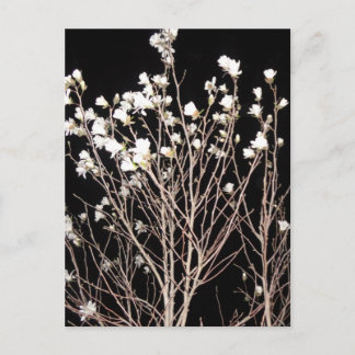 Postal Ramas de árbol de flores blancas Noche negra