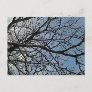 Postal Ramas de árbol de hielo