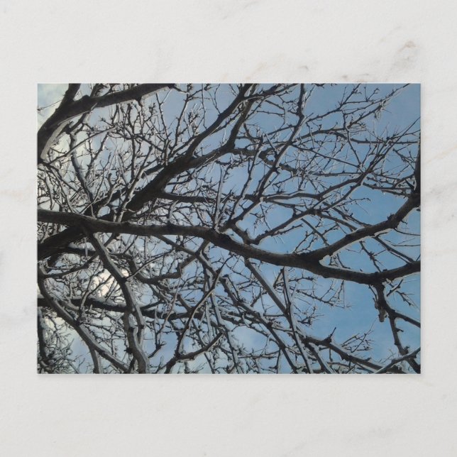 Postal Ramas de árbol de hielo (Anverso)