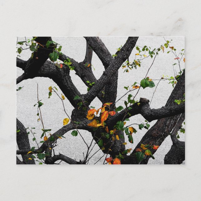 Postal Ramas de árbol de otoño (Anverso)