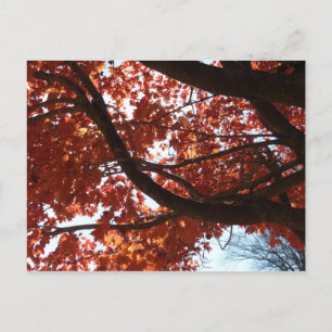 Postal Ramas de Arce Rojo Colores de Otoño