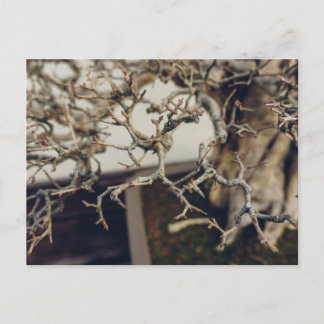 Postal Ramas de bonsai de Pomegranate