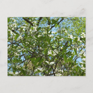 Postal Ramas de Dogwood florecen árboles de primavera