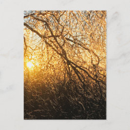Postal ramas de hielo al atardecer