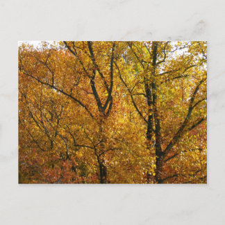 Postal Ramas de hojas amarillas brillan otoño coloridas