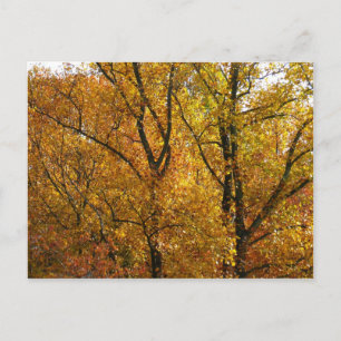 Postal Ramas de Hojas Amarillas Brillantes Otoño Colorido