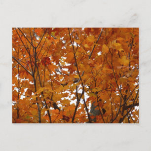 Postal Ramas de hojas de arce I Otoño naranja